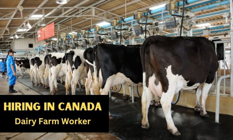 Dairy Farm Worker Jobs in Canada